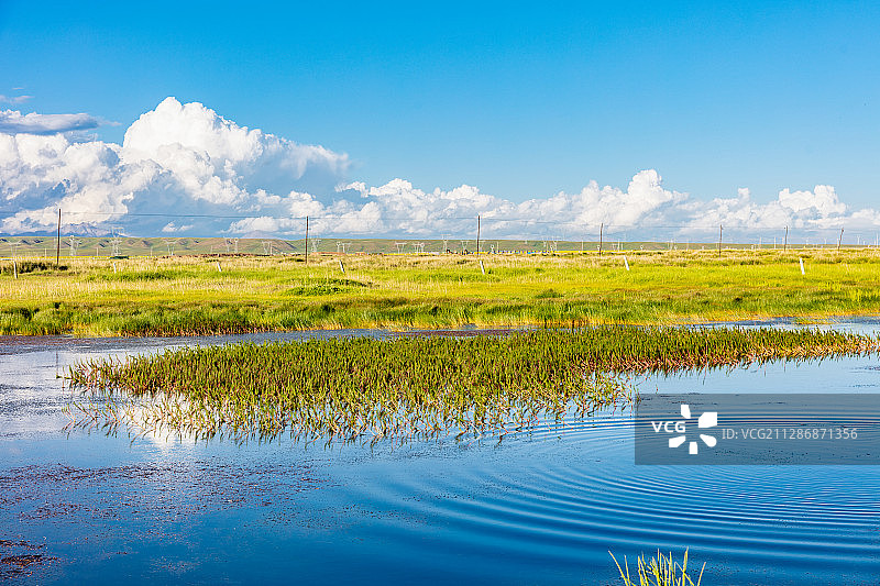青海湖湿地景区图片素材