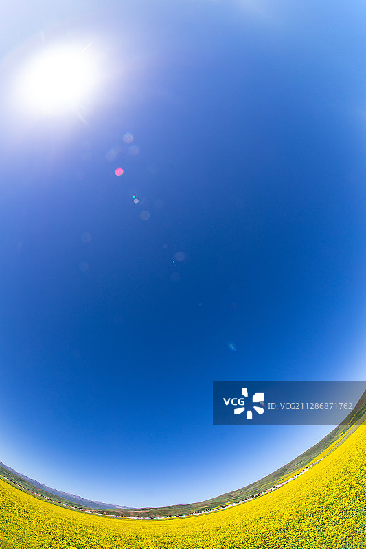 青海门源油菜花海景区图片素材