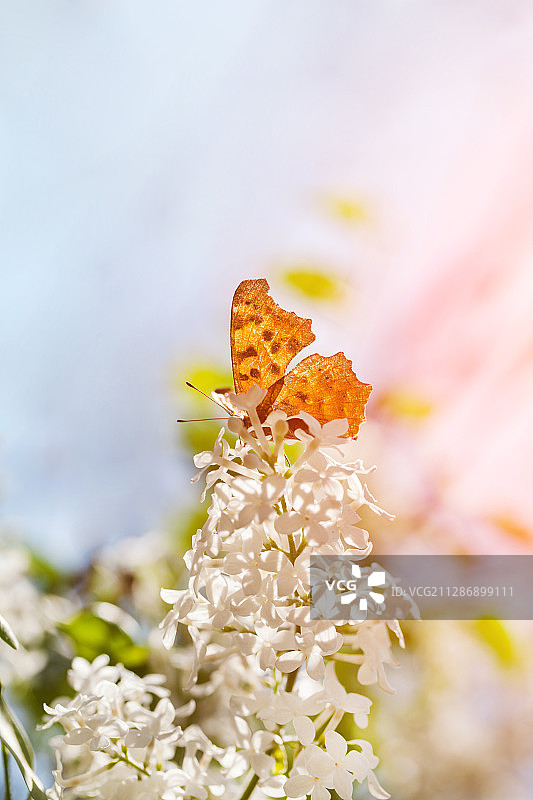 蝴蝶落在丁香花上面图片素材