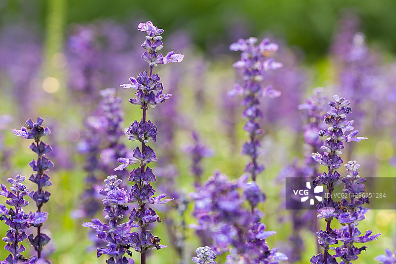 鼠尾草图片素材