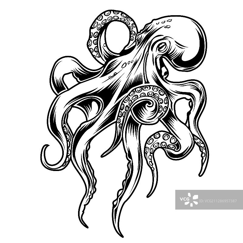 黑白章鱼绘画图片素材
