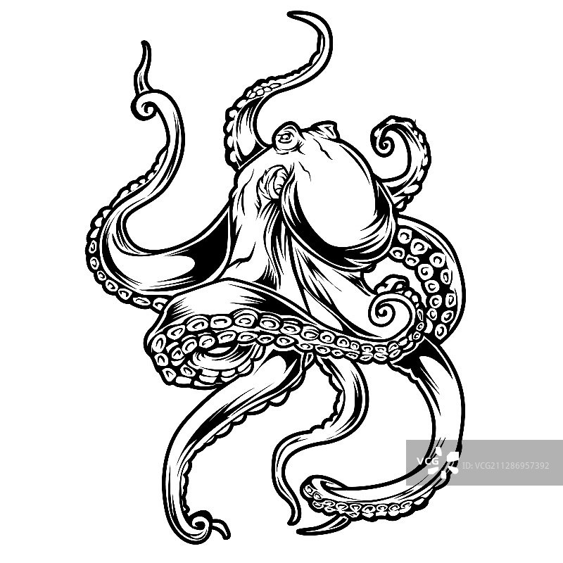 黑白章鱼绘画图片素材