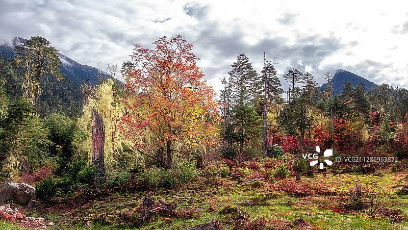 南伊沟原始森林秋色图片素材