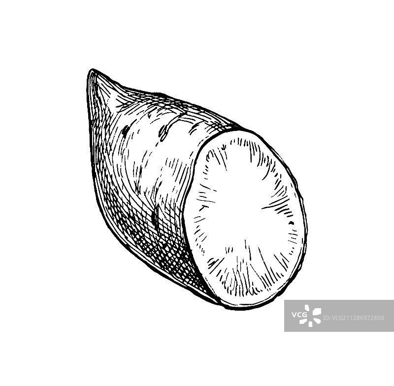 山药水墨速写图片素材