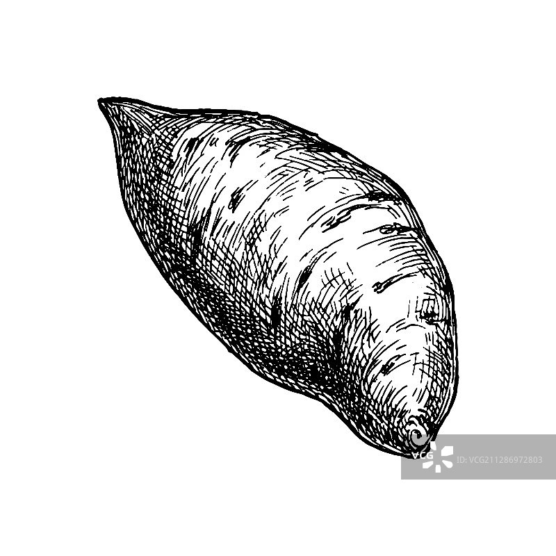 山药水墨速写图片素材