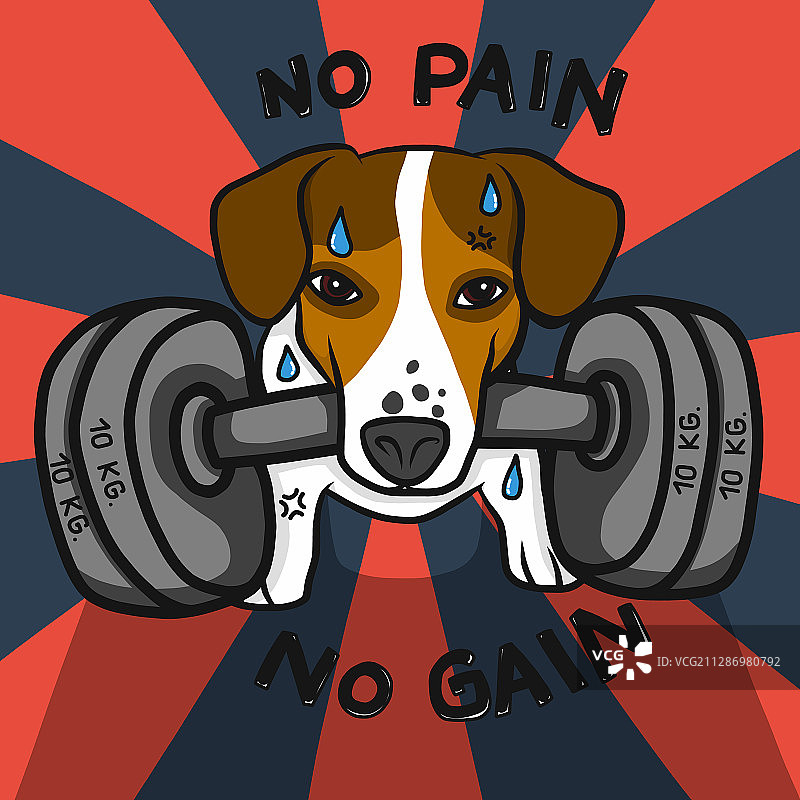 强壮的杰克罗素犬叼哑铃图片素材