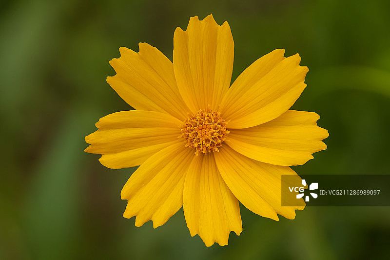 菊科植物图片素材