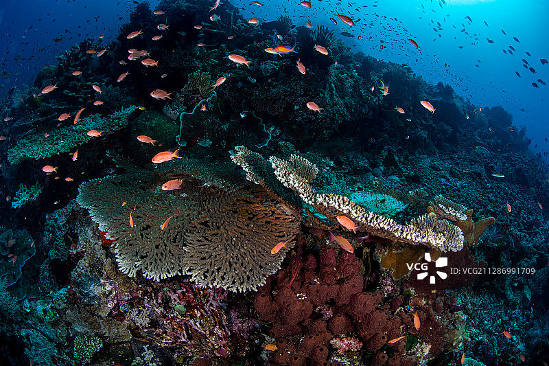 圆盘轴孔珊瑚，鹿角珊瑚，和珊瑚鱼图片素材