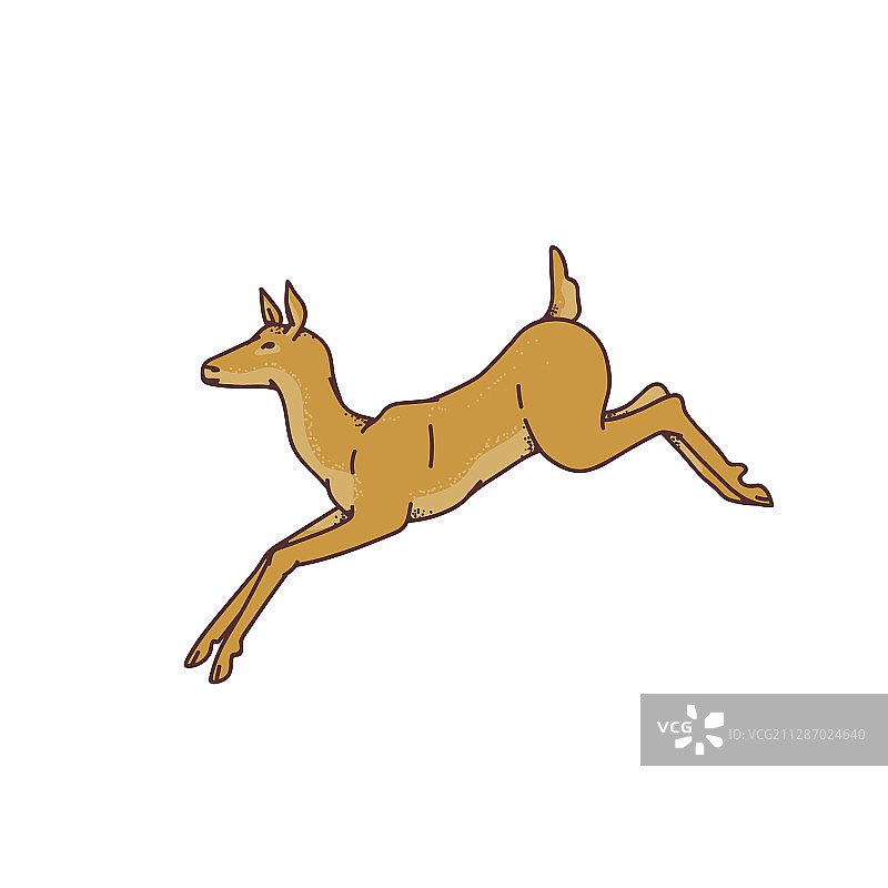 野生雌鹿跳跃图片素材