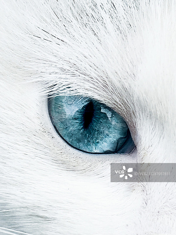 Eye of the Beast图片素材