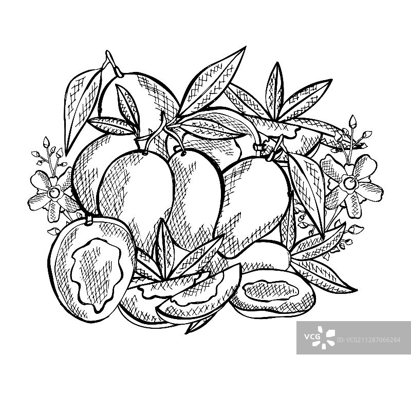 手绘的水果图片素材