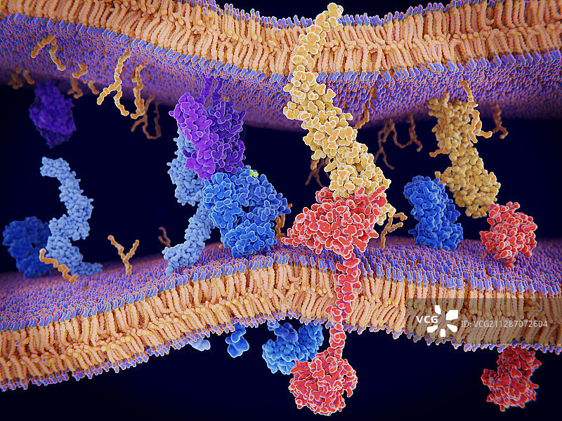 免疫系统中的程序性细胞死亡，图示图片素材