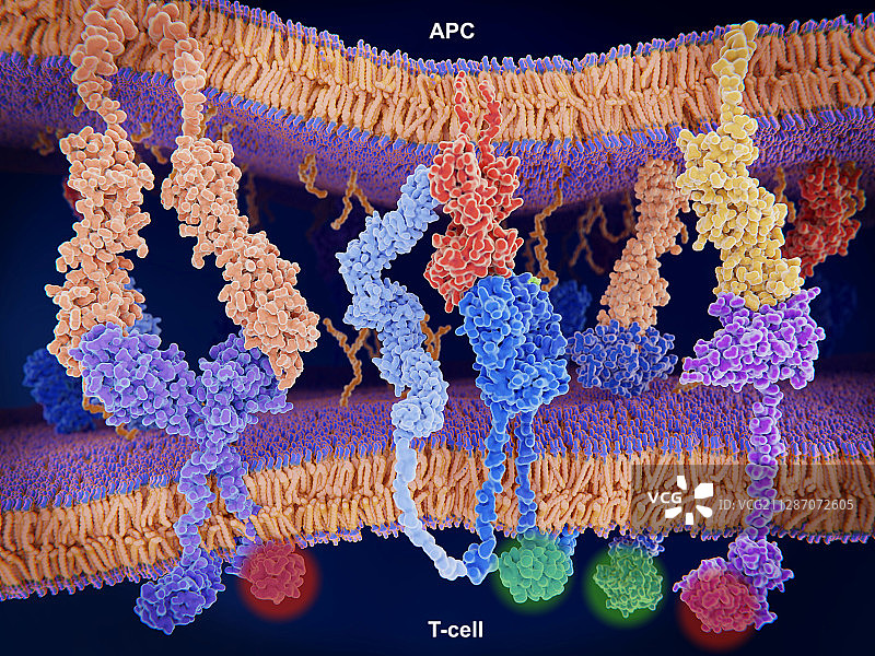 T细胞免疫反应激活示意图图片素材
