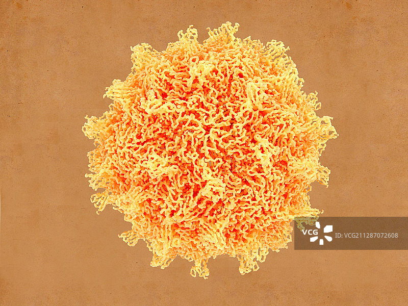 柯萨奇病毒颗粒插图图片素材