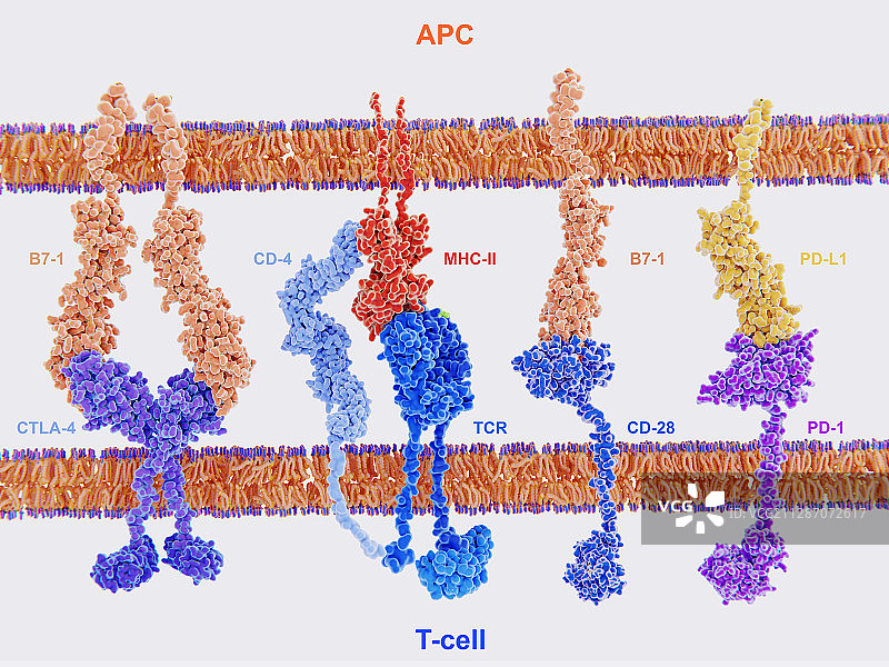 T细胞免疫反应激活示意图图片素材
