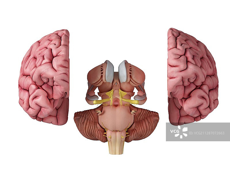 大脑解剖结构插画图片素材