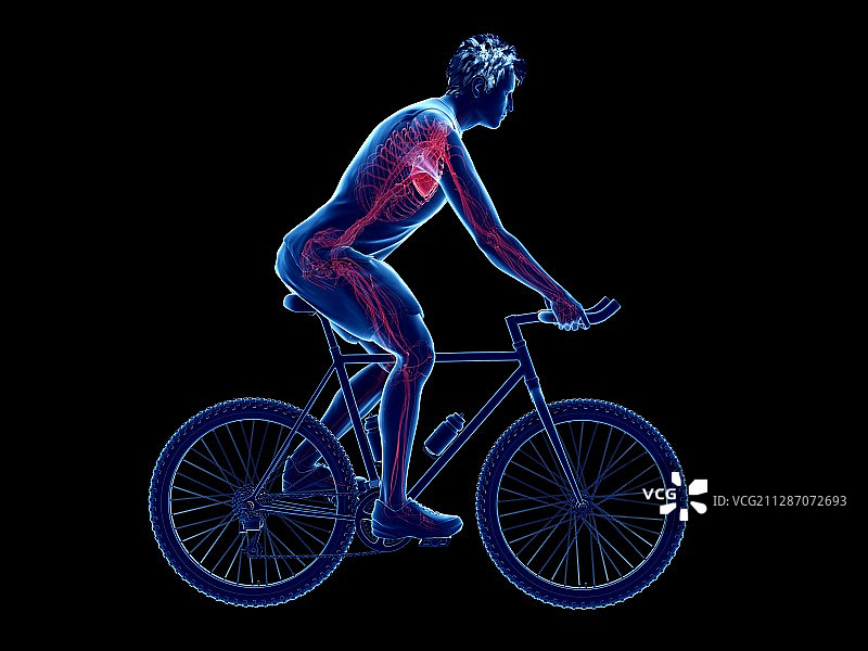 自行车运动员的心脏插画图片素材