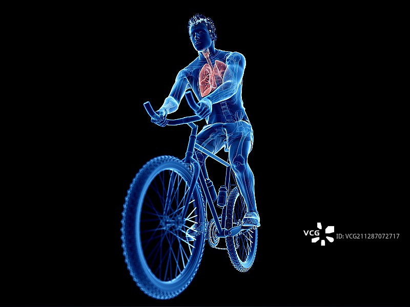 自行车骑行者肺部插画图片素材