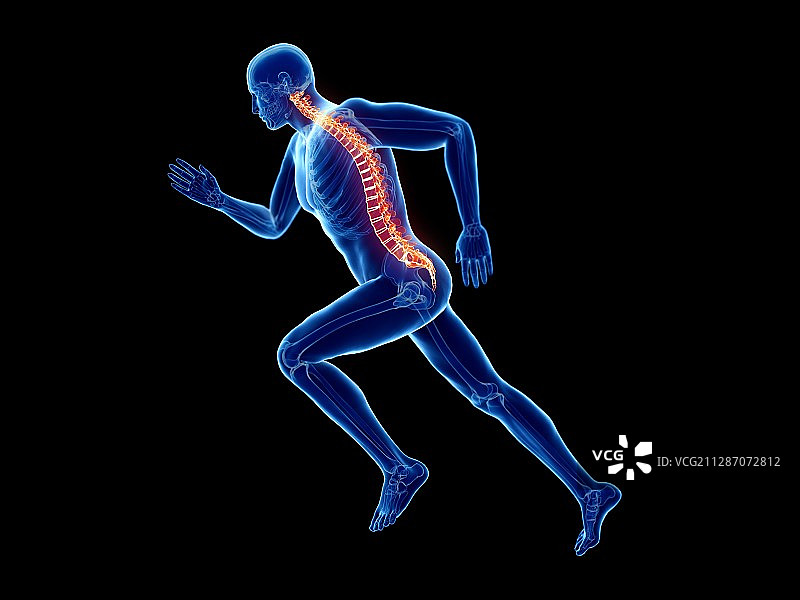 慢跑者脊柱插图图片素材