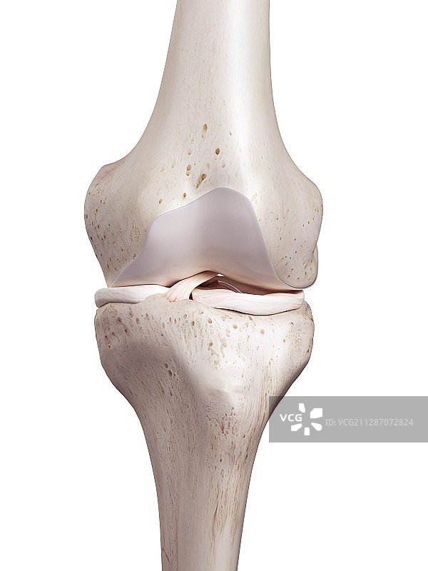 人类膝盖图解图片素材