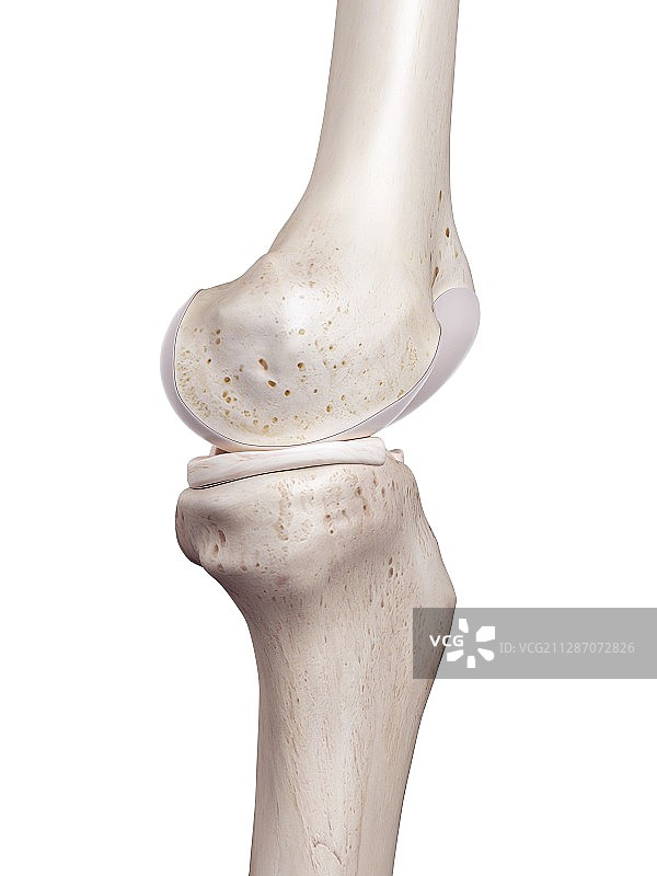 人类膝盖图解图片素材