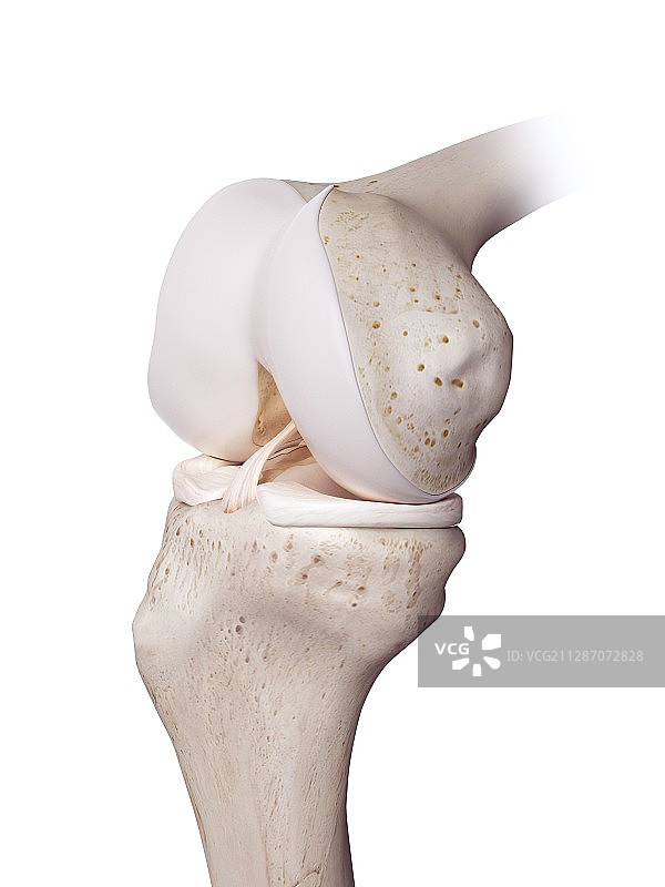 人类膝盖图解图片素材