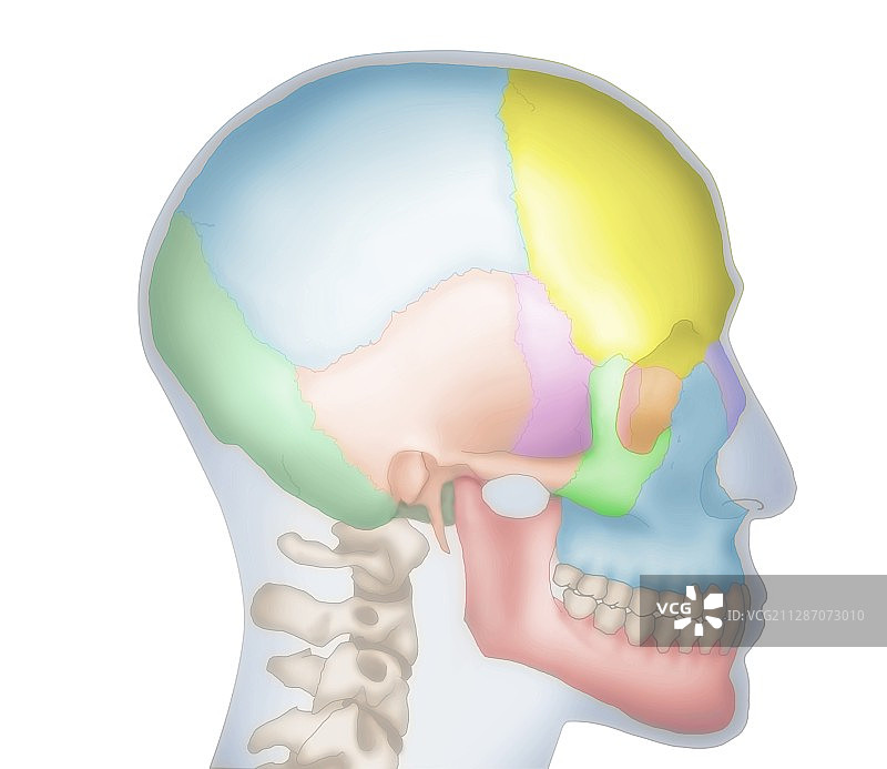 人类的头骨,插图图片素材