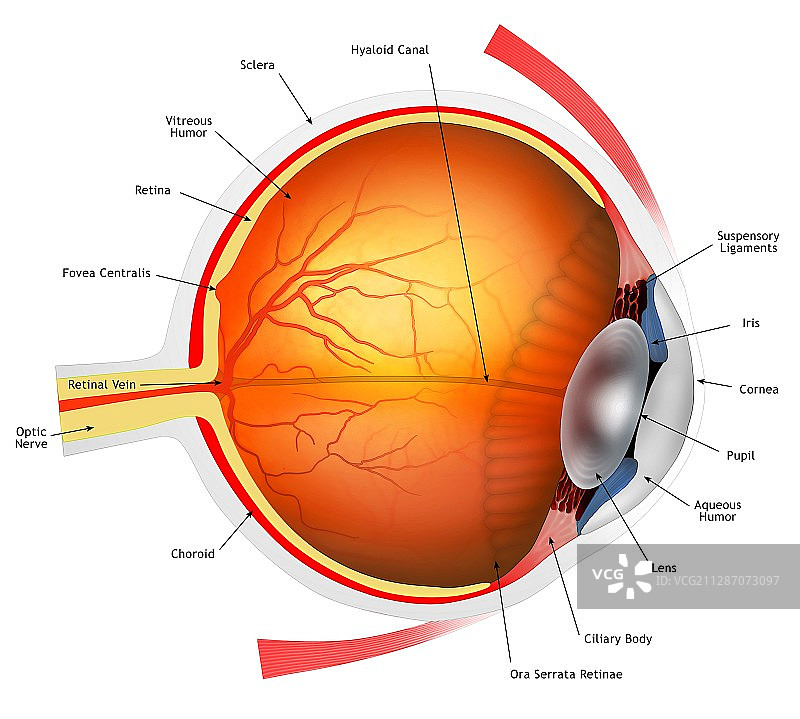 人眼插画图片素材