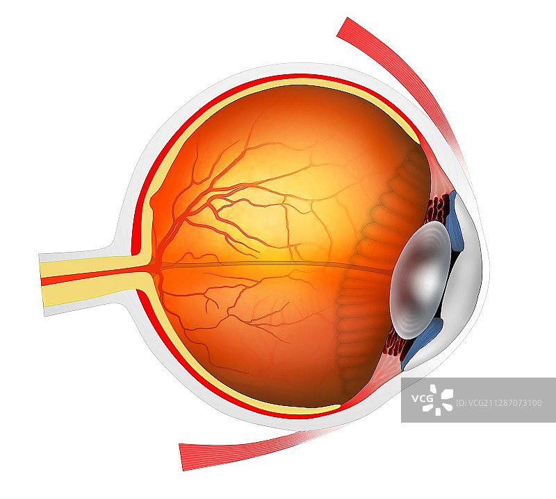 人眼插画图片素材