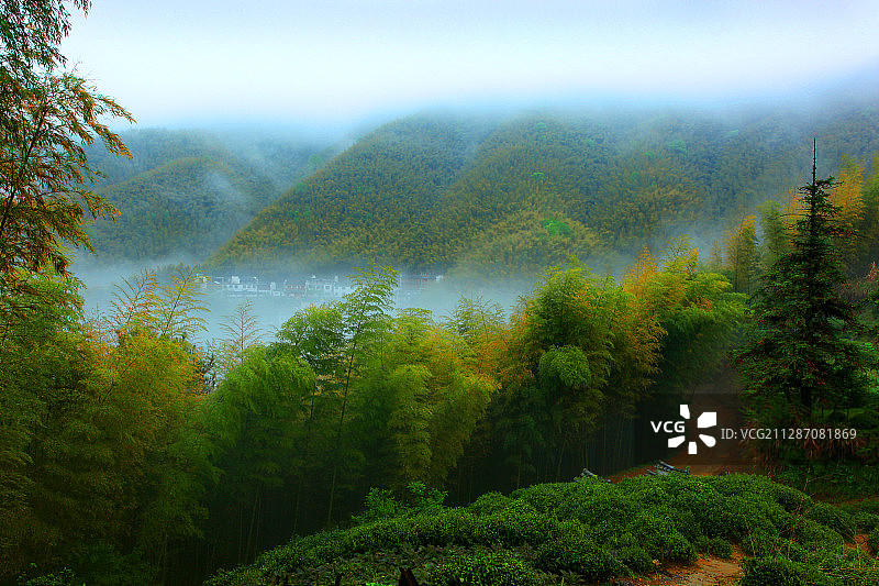 安徽省黄山市黔县木坑竹海图片素材