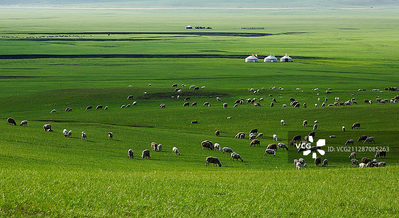内蒙古呼伦贝尔草原放牧图片素材