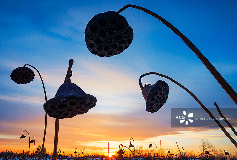 冰雪残荷晨景图片素材