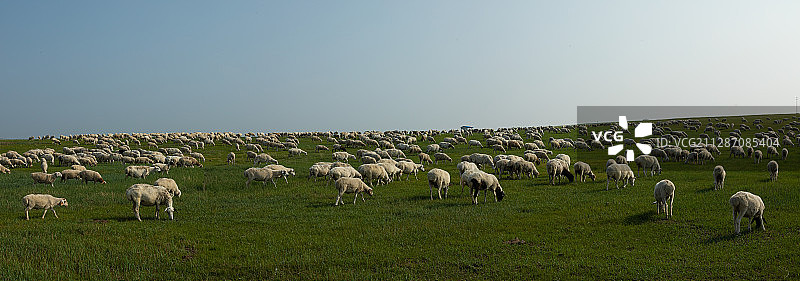 内蒙古呼伦贝尔草原放牧图片素材