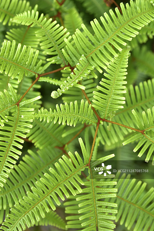 假鹿角蕨;台湾图片素材