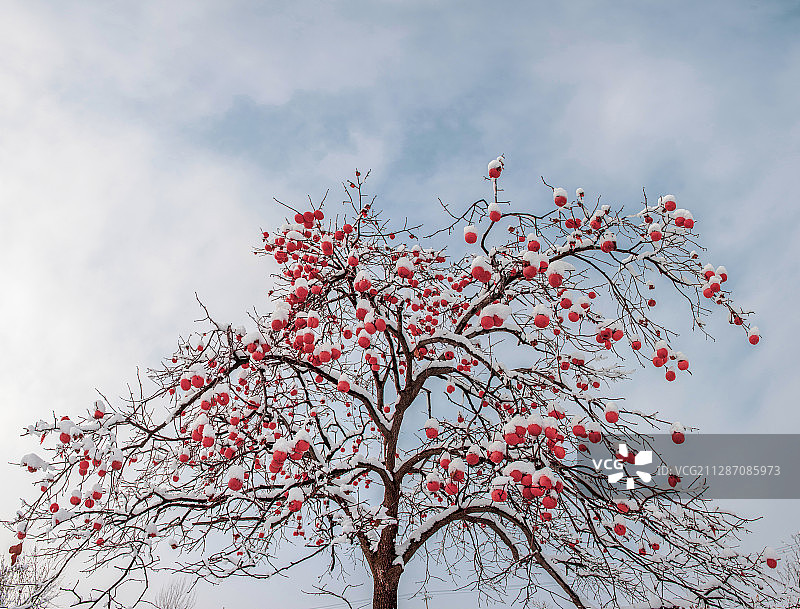 山东省日照市莒县柿子树图片素材
