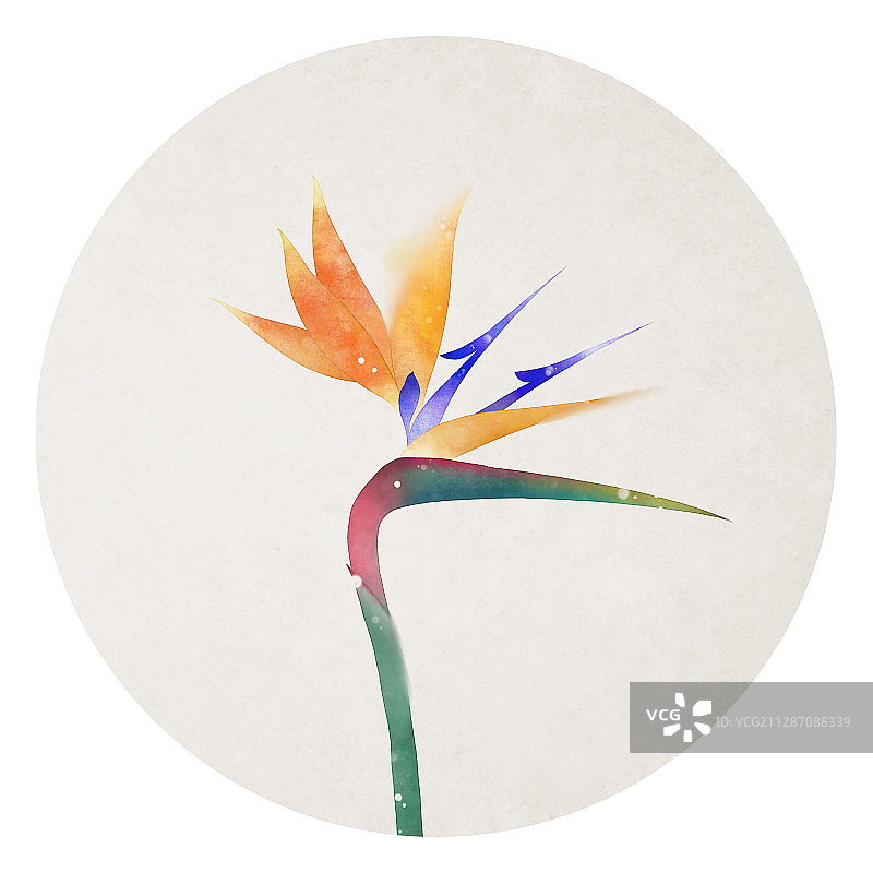 天堂鸟中式古风插画图片素材