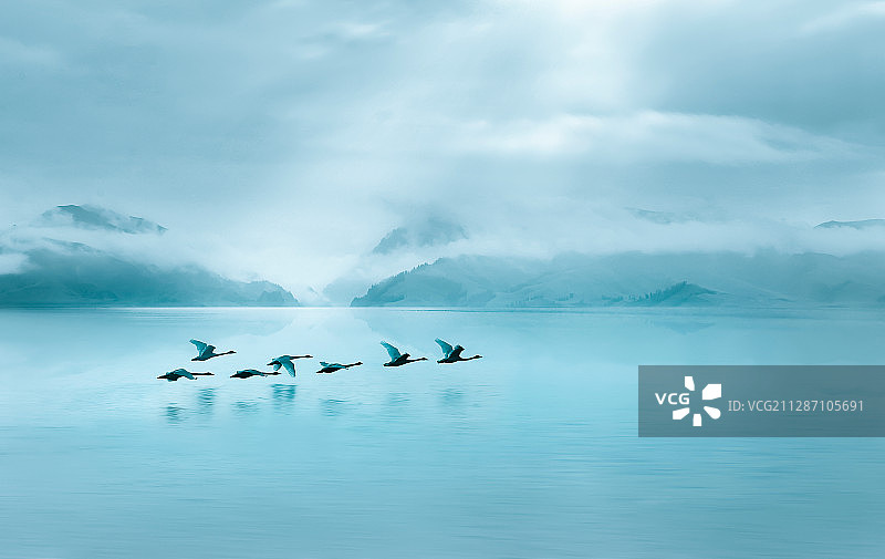 飞行的天鹅图片素材