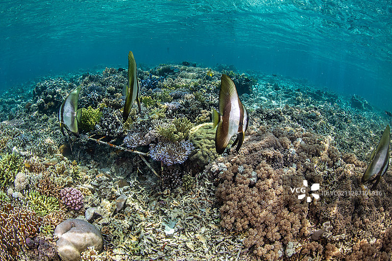 珊瑚礁上的一群燕鱼幼鱼图片素材