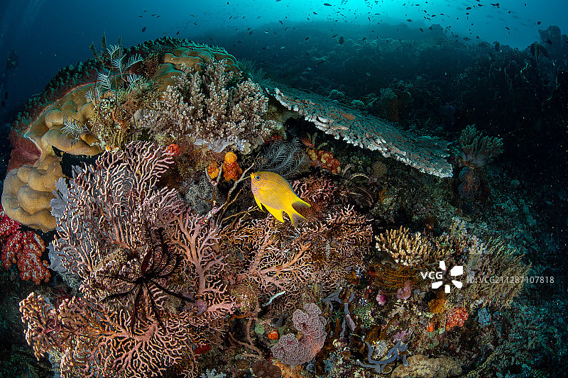 海扇和珊瑚鱼图片素材