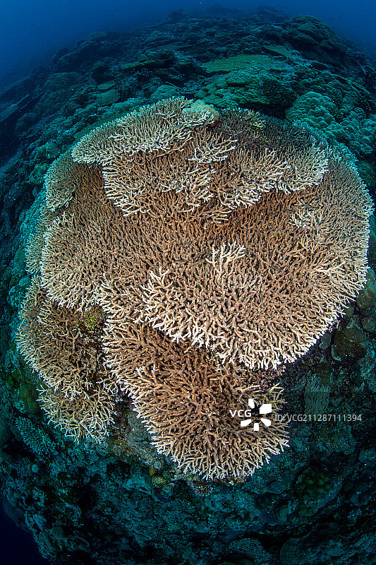 鹿角珊瑚和珊瑚鱼图片素材