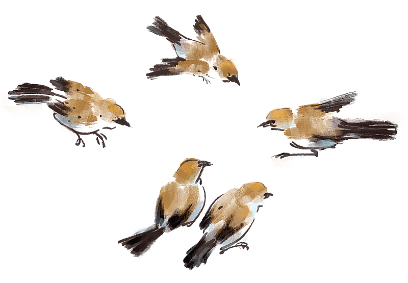 写意水彩水墨麻雀鸟素材插画插图图片素材