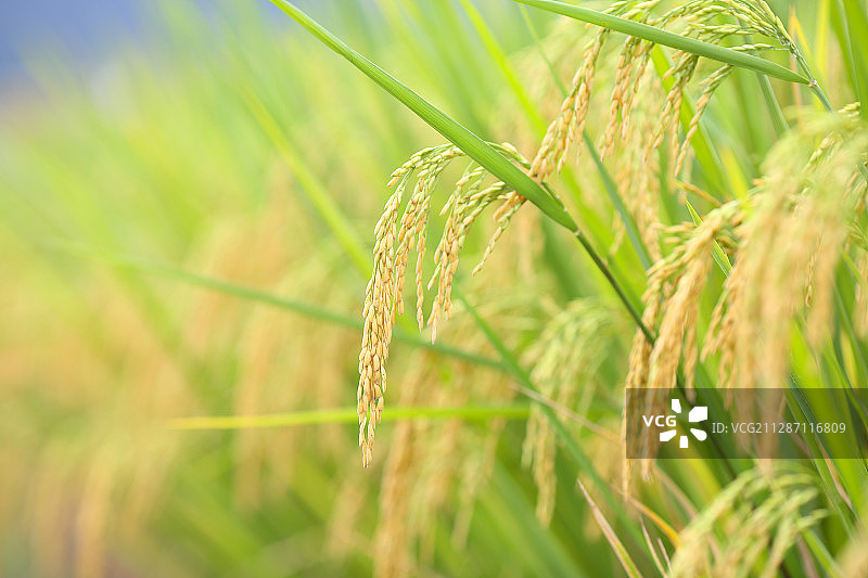 金色的水稻图片素材