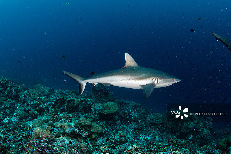 悬崖边上的灰鳍礁鲨图片素材