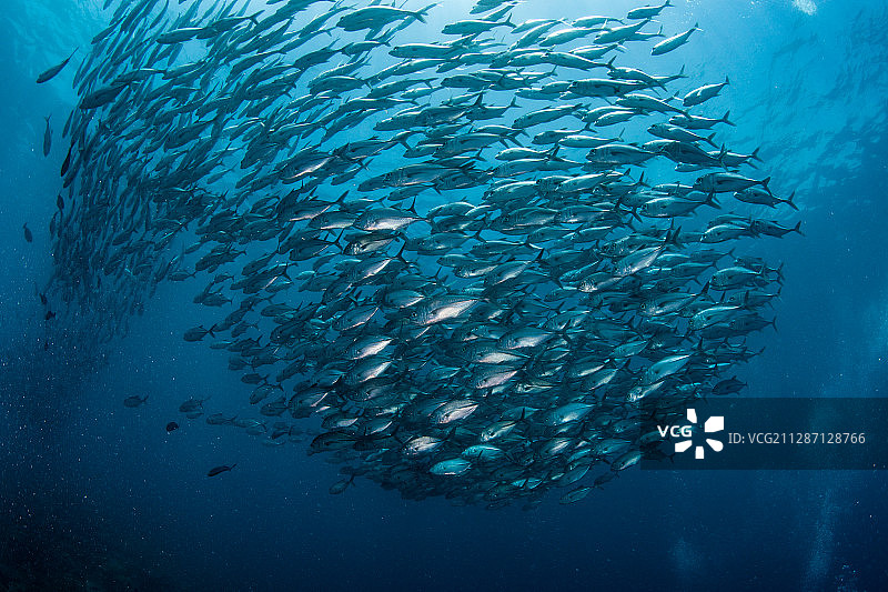 绕成鱼球的杰克鱼群图片素材