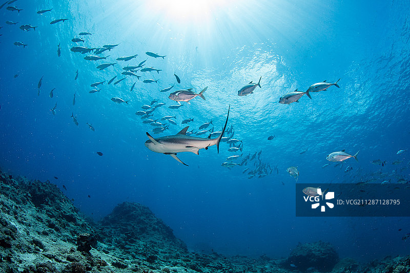 灰鳍礁鲨和杰克鱼群图片素材