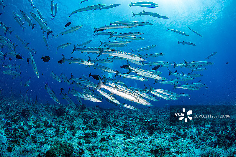 梭子鱼群图片素材