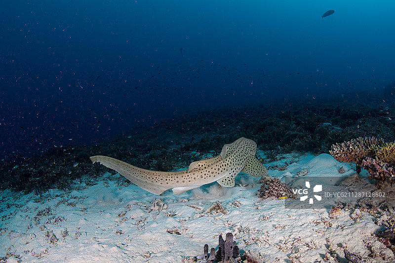 沙地上的豹纹鲨图片素材