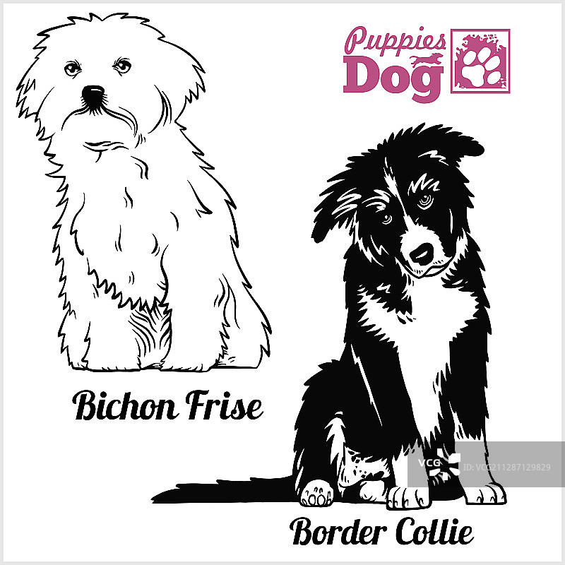 比熊犬和边境牧羊犬幼犬坐着图片素材