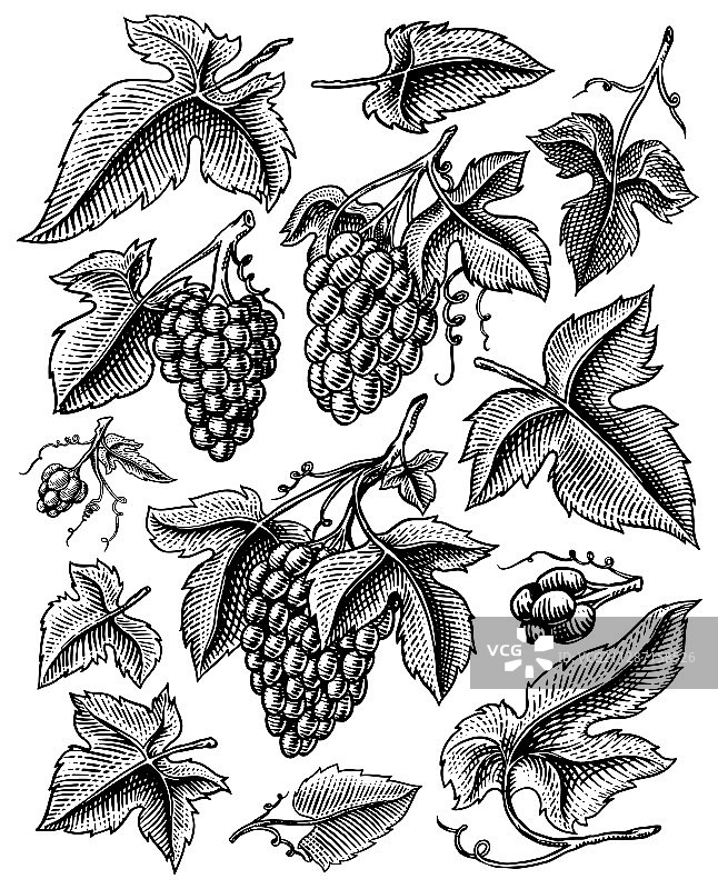 葡萄、浆果和水果图片素材