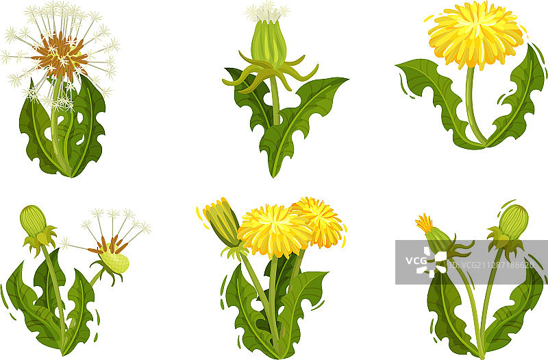 盛开着鲜艳黄色花朵的蒲公英图片素材